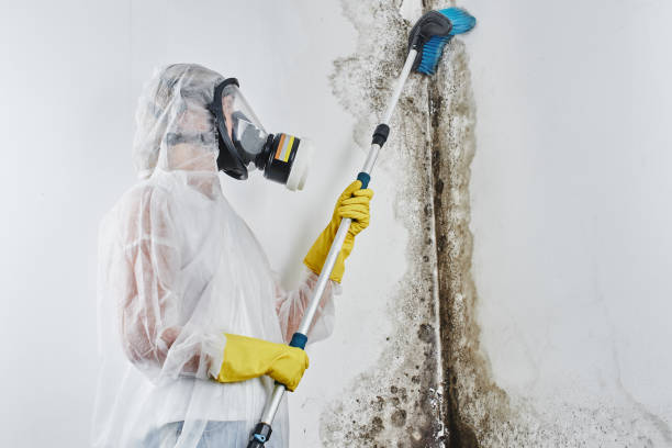 Best Toxic Mold Removal  in Legend Lake, WI