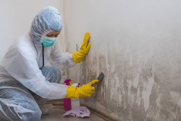 Attic Mold Removal in Legend Lake, WI
