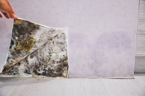 Office Mold Removal Services in Legend Lake, WI